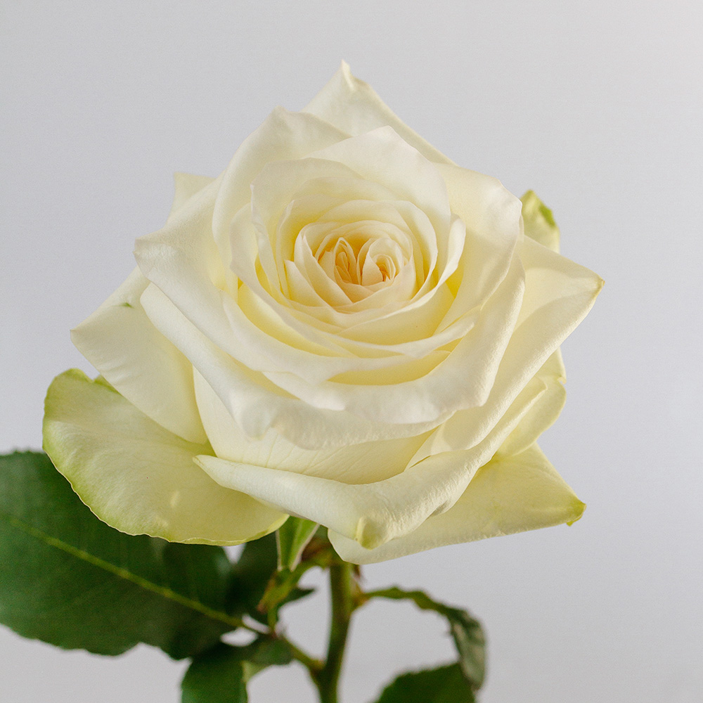 Candlelight Agrogana