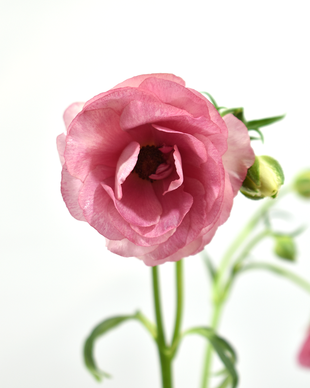 BUTTERFLY HERA P Seasonal Availability Agrogana BUTTERFLY HERA P Seasonal Availability Agrogana