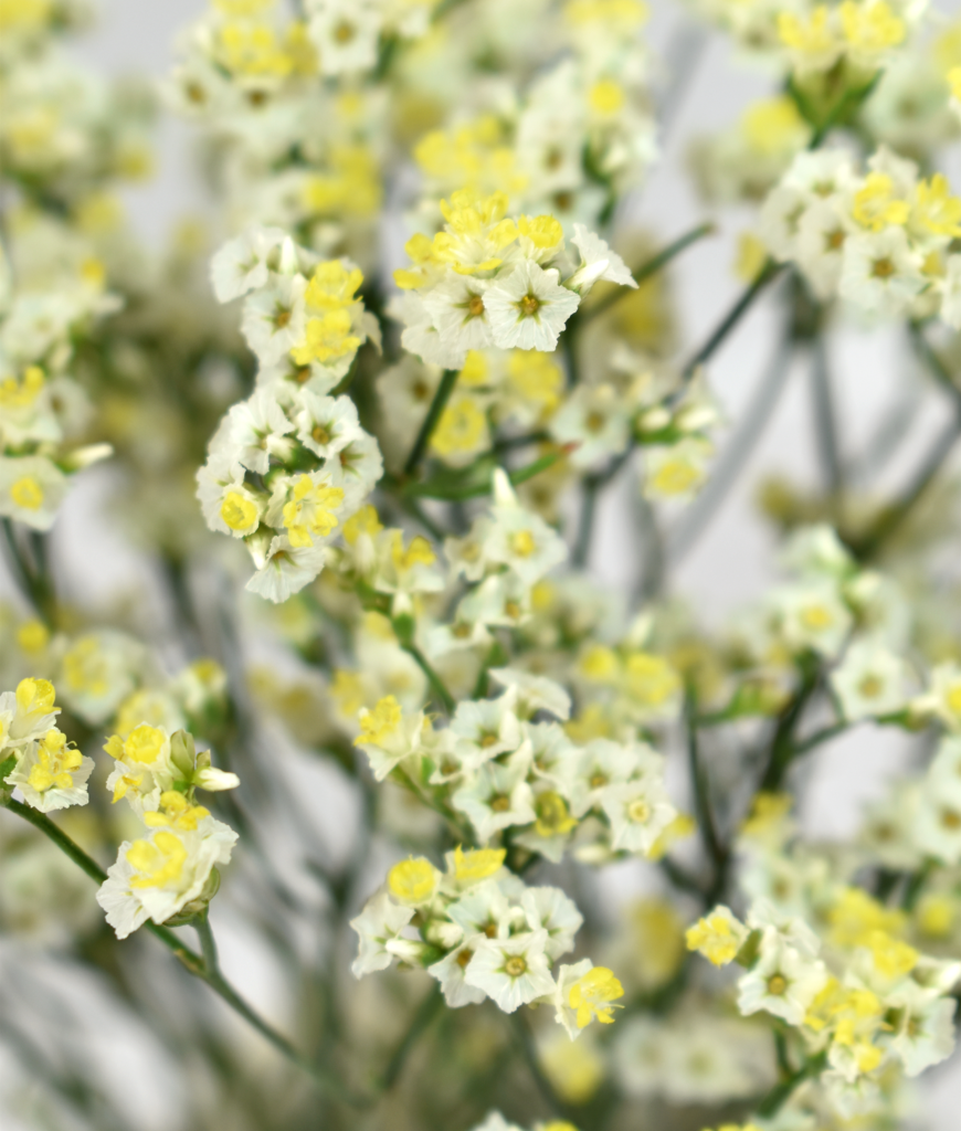 Limonium Piña Colada Agrogana